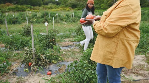 Women Comparing Their Harvested Tomatoes