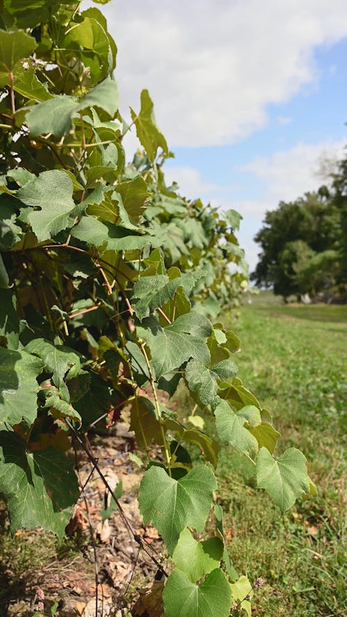 Wind Blowing In The Vineyard