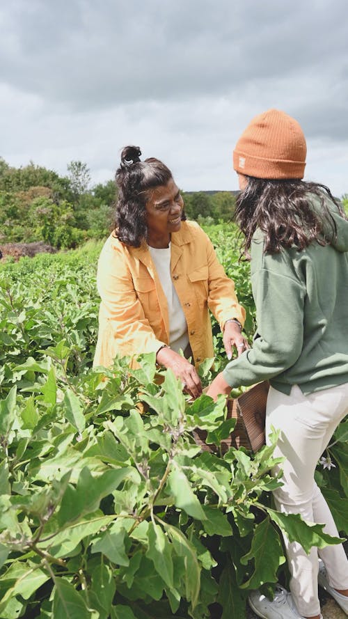 Women Harvesting Ripe Eggplants In Their Farm