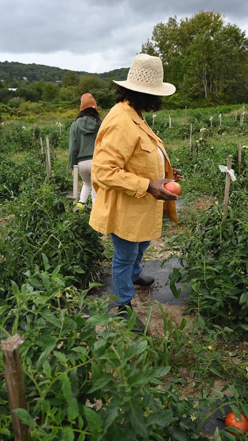 Female Farmers Checking Their Tomato Plantation