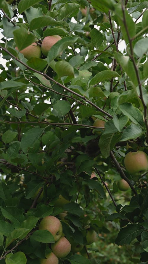 Picking Apples From The Tree