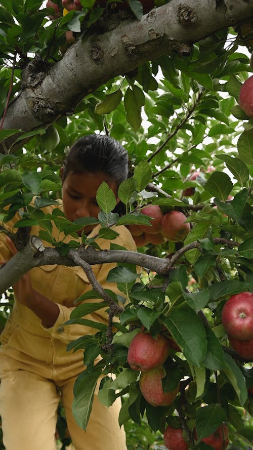 A Woman Climbing An Apple Tree To Pick Its Bearings