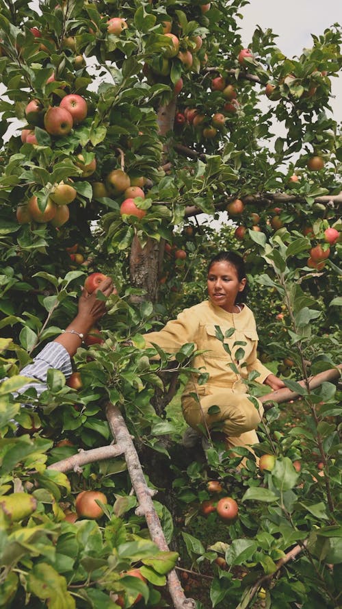 婦女從蘋果樹上採摘成熟的蘋果