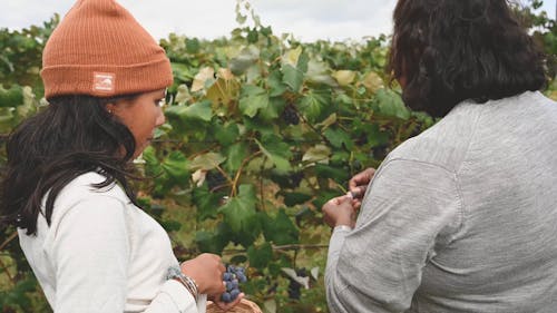 Women Tasting Freshly Picked Grapes From The Vine Yard