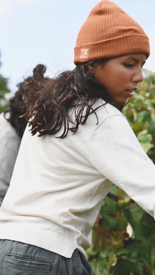 Female workers Harvesting The Vineyard