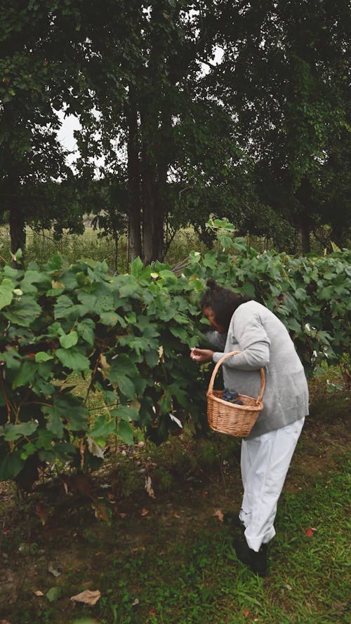 Women Picking Grapes From The Vines