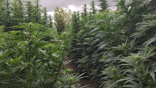 View of Hemp Fields