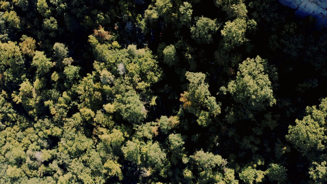 Aerial Footage of a Forest Free Stock Video Footage, Royalty-Free 4K ...