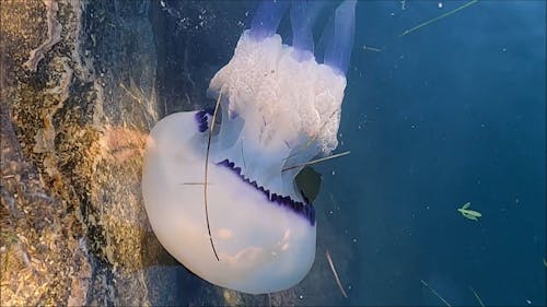 Footage of a Jelly Fish in the Sea