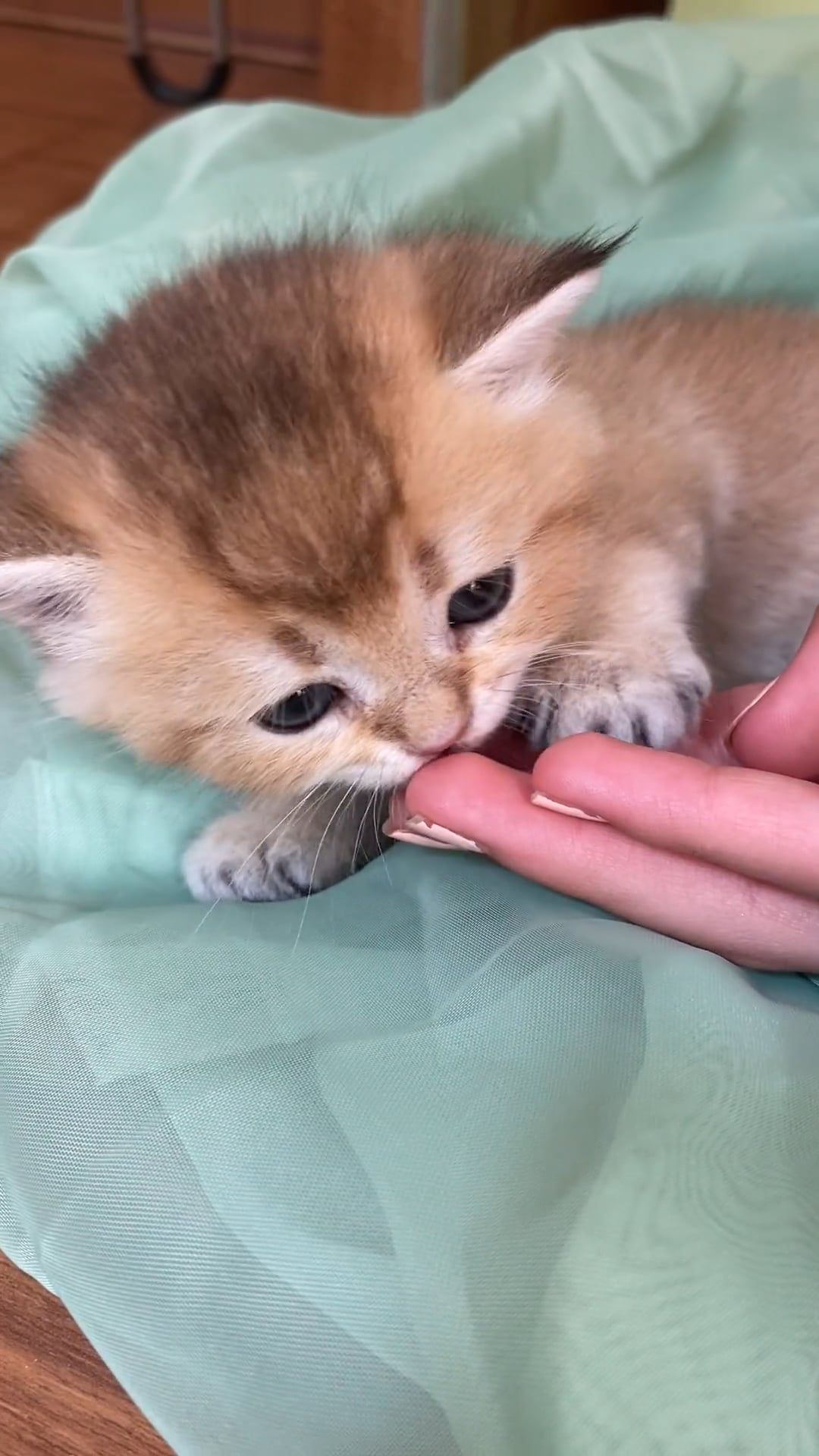 A Footage of a Kitten Free Stock Video Footage, Royalty-Free 4K & HD ...