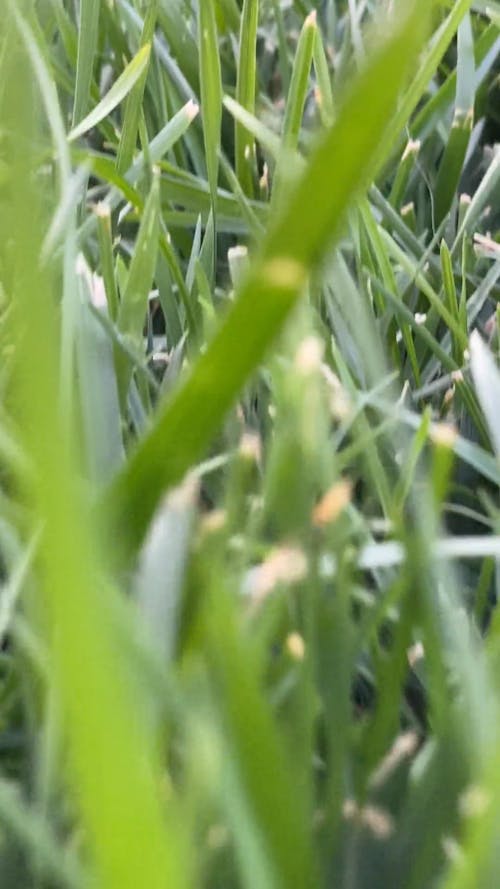 Dog on Green Grass