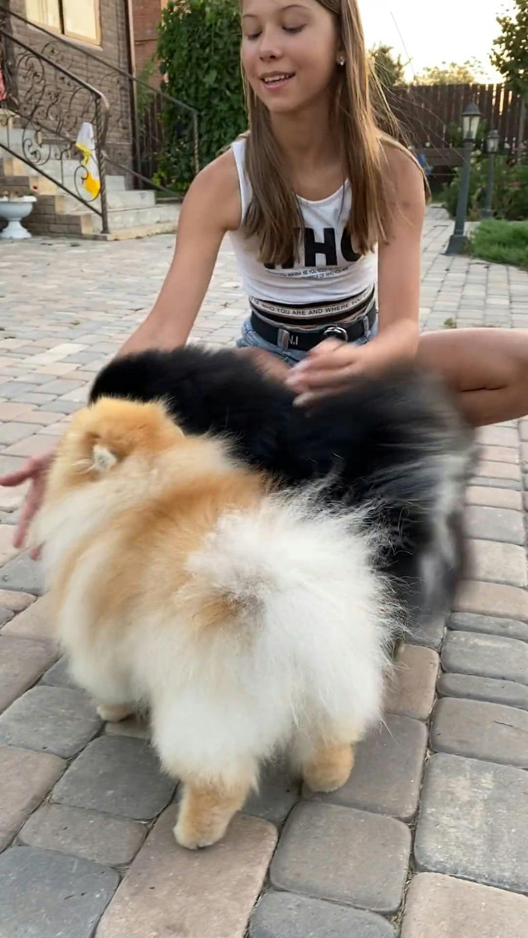 Dog+Knotting+Girl Videos, Download The BEST Free 4k Stock Video Footage