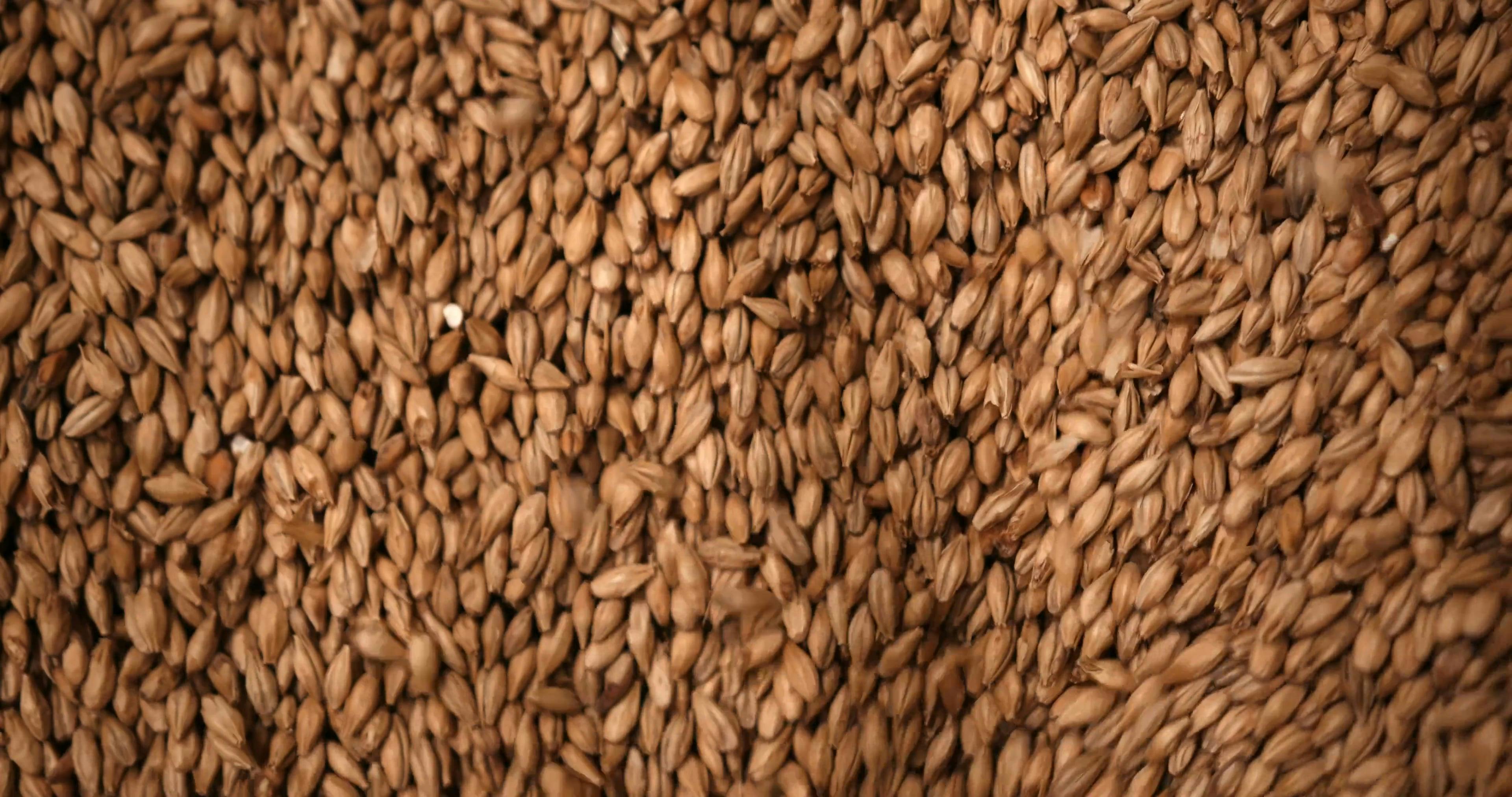 Malt Preparation for Brewery · Free Stock Video