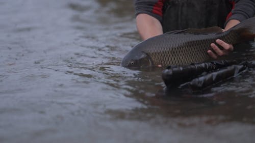 Ein Mann, Der Gefangenen Fisch Im Teich Freigibt