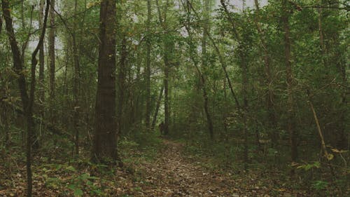 A Man Walking with His Dog in a Forest