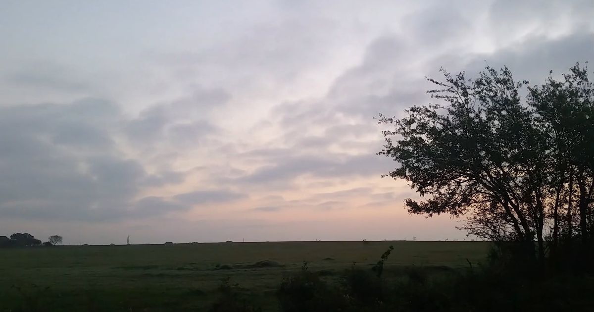 Pexels Video 5541801