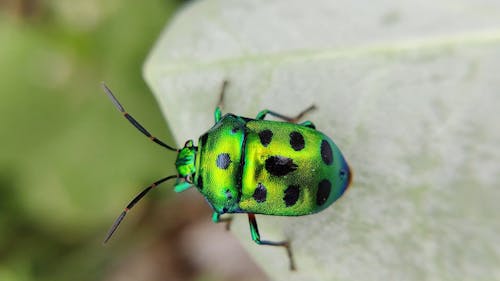 Close Up of a Beetle on a Leaf 