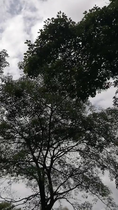 Black-and-White Video of Trees