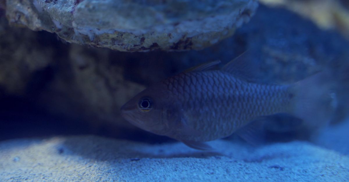 Fishthat Hide Under Rocks A Fish Hiding Under THe Rocks Free Stock Video Footage, Royalty-Free 4K ...