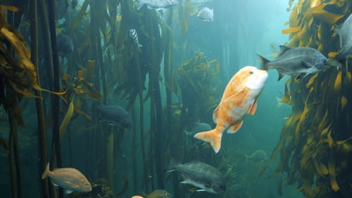 Colorful Fish Swimming Among Seaweed