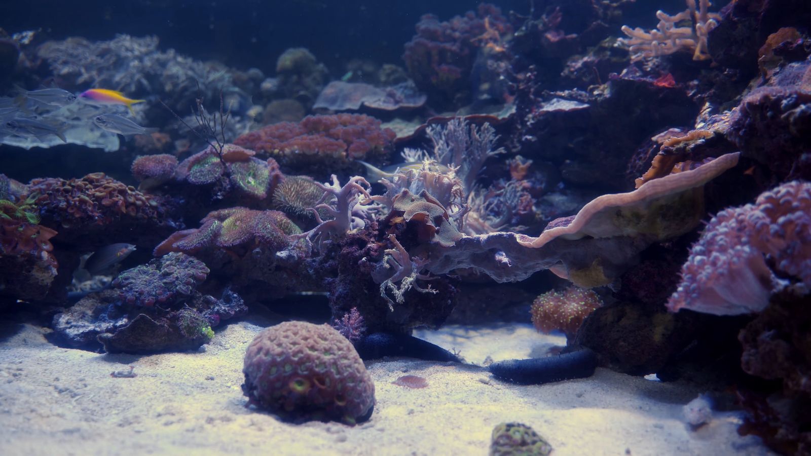 Tranquil Underwater Fish Scene with Sunlit Reflection Free Stock Video ...