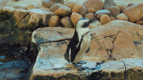 African Penguin Shaking off Water