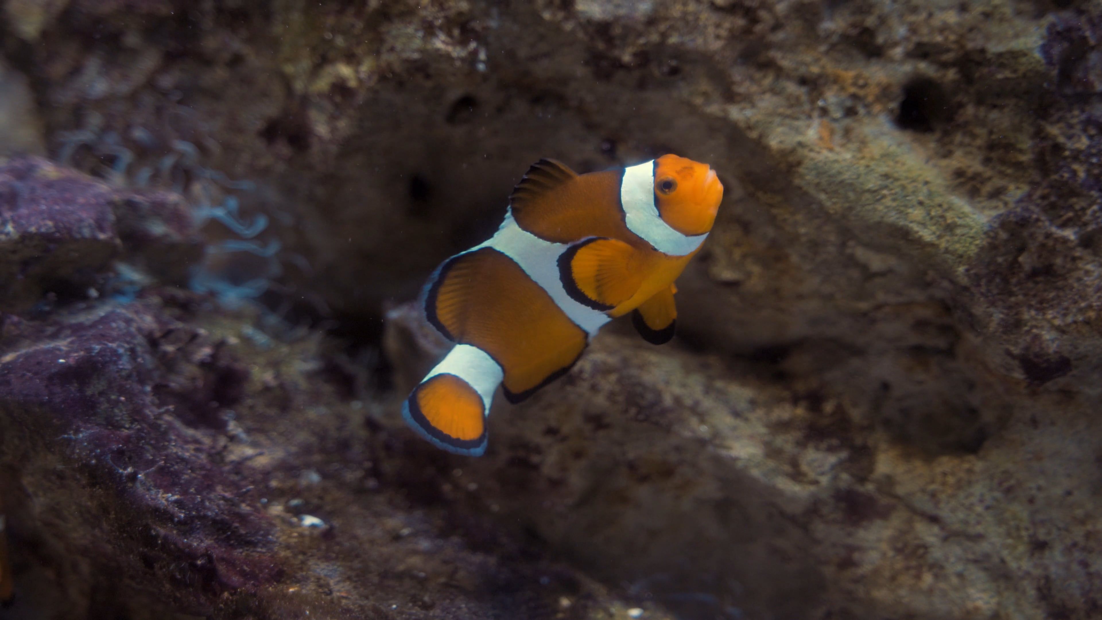 Beautiful Clown Fish Swimming · Free Stock Video