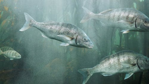 Fish Videos, Download The BEST Free 4k Stock Video Footage & Fish HD Video Clips Fish Videos, Download The BEST Free 4k Stock Video Footage & Fish HD Video Clips