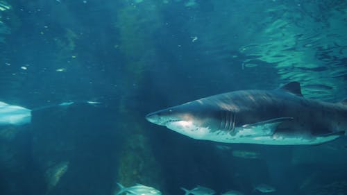 A Shark Lurking Underwater