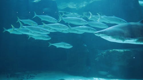 Sharks Swimming With School Of Fish Underwater