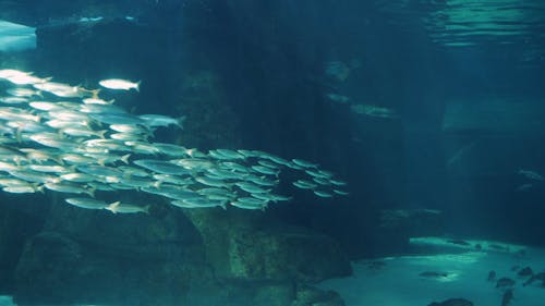 Shark And Fishes Underwater