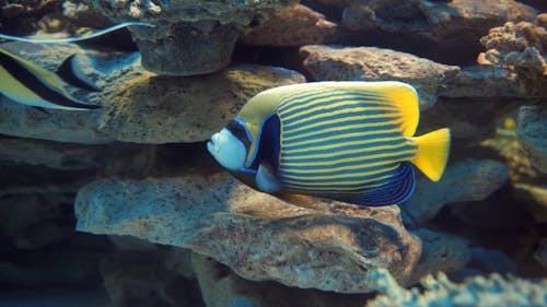 Beautiful Emperor Angelfish Swimming 