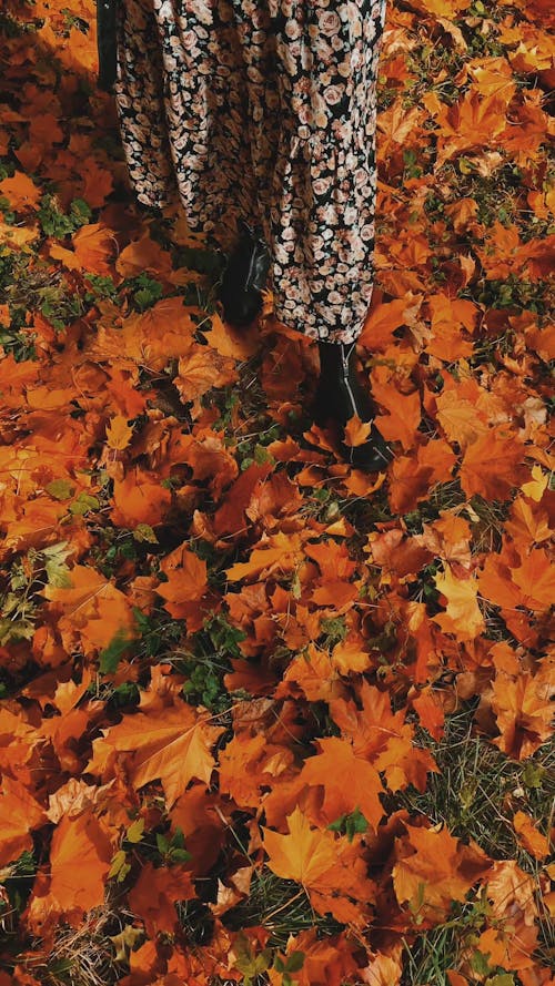 Woman Walking on a Ground Full of Dried Maple Leaves