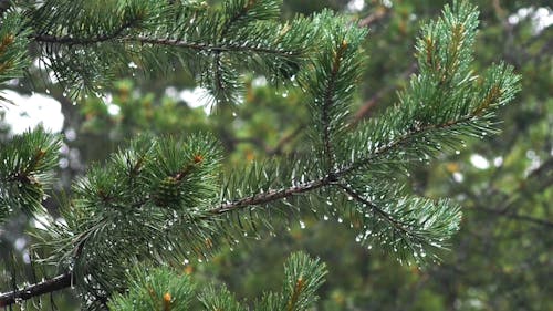 Close-Up Video of Pine Leaves While Raining
