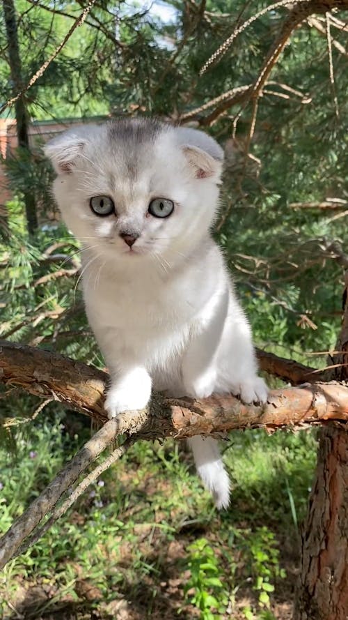 Kitten on a Tree Branch