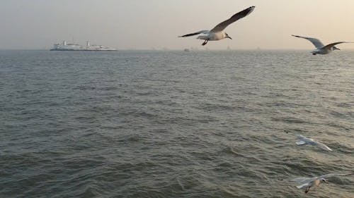 Seagulls Flying Over the Ocean