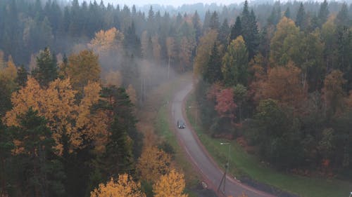 Aerial View of Car in Forest Road