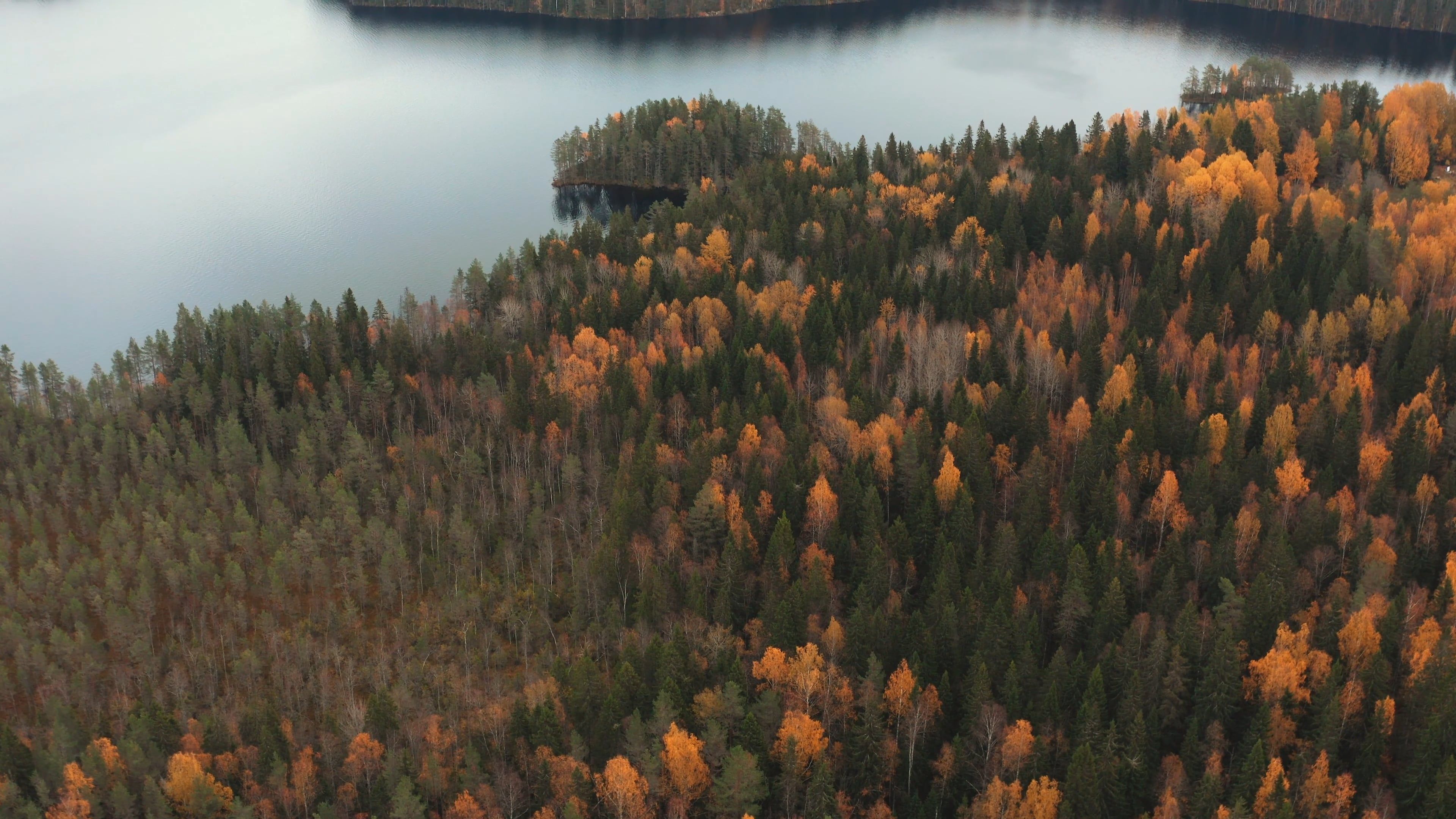Drone Footage of the Autumn Forest and the Lake Free Stock Video ...