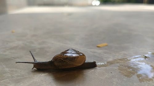 Snail Crawling on the Floor