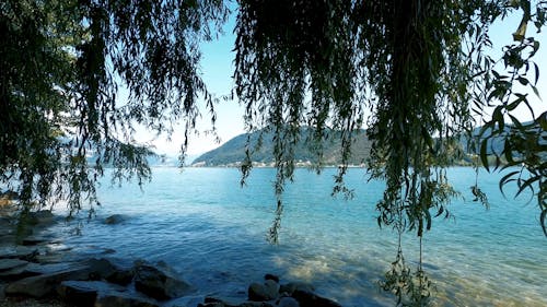 Green Leaves by the Lake