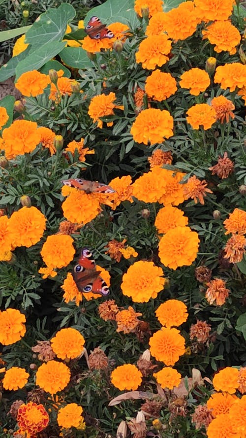 Aerial View of Marigold FLowers