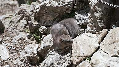 close up video of a squirrel