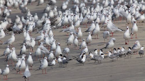 Video of Seagulls