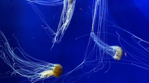 Group of Jellyfish Swimming Underwater
