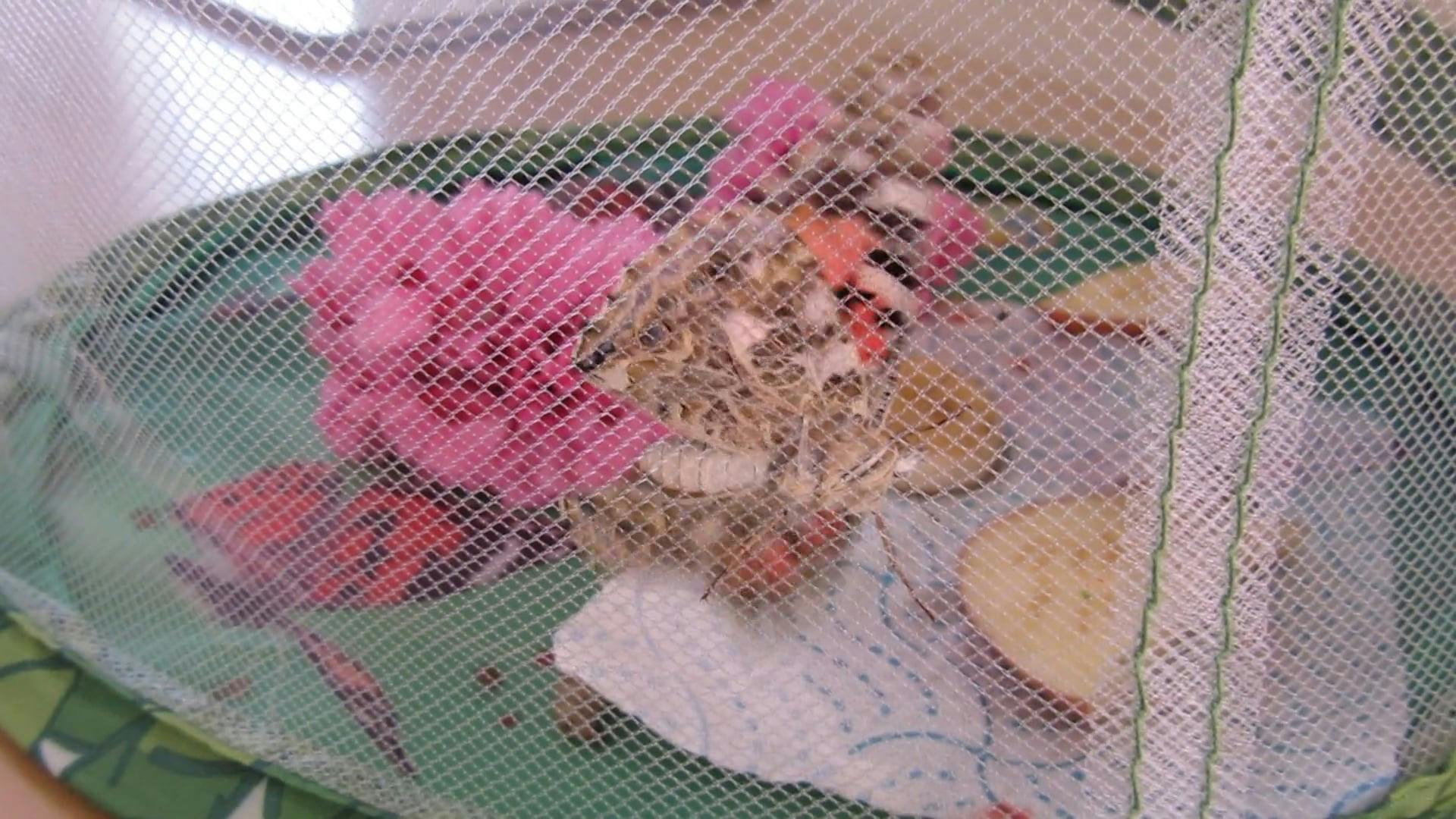 Video by albert patten