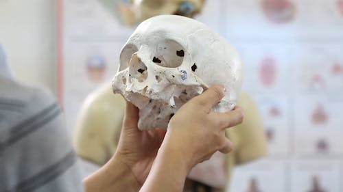 Female Hands Holding Human Skull