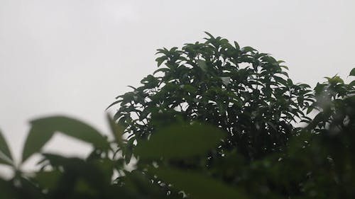 Wet Green Leaves during Rainy Weather