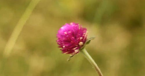 Close-up Video of a Flower