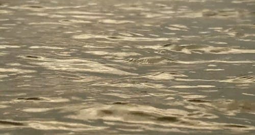 Small Ripples On The Water Surface