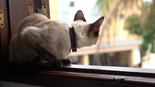 A Cat Resting On A Window Sill